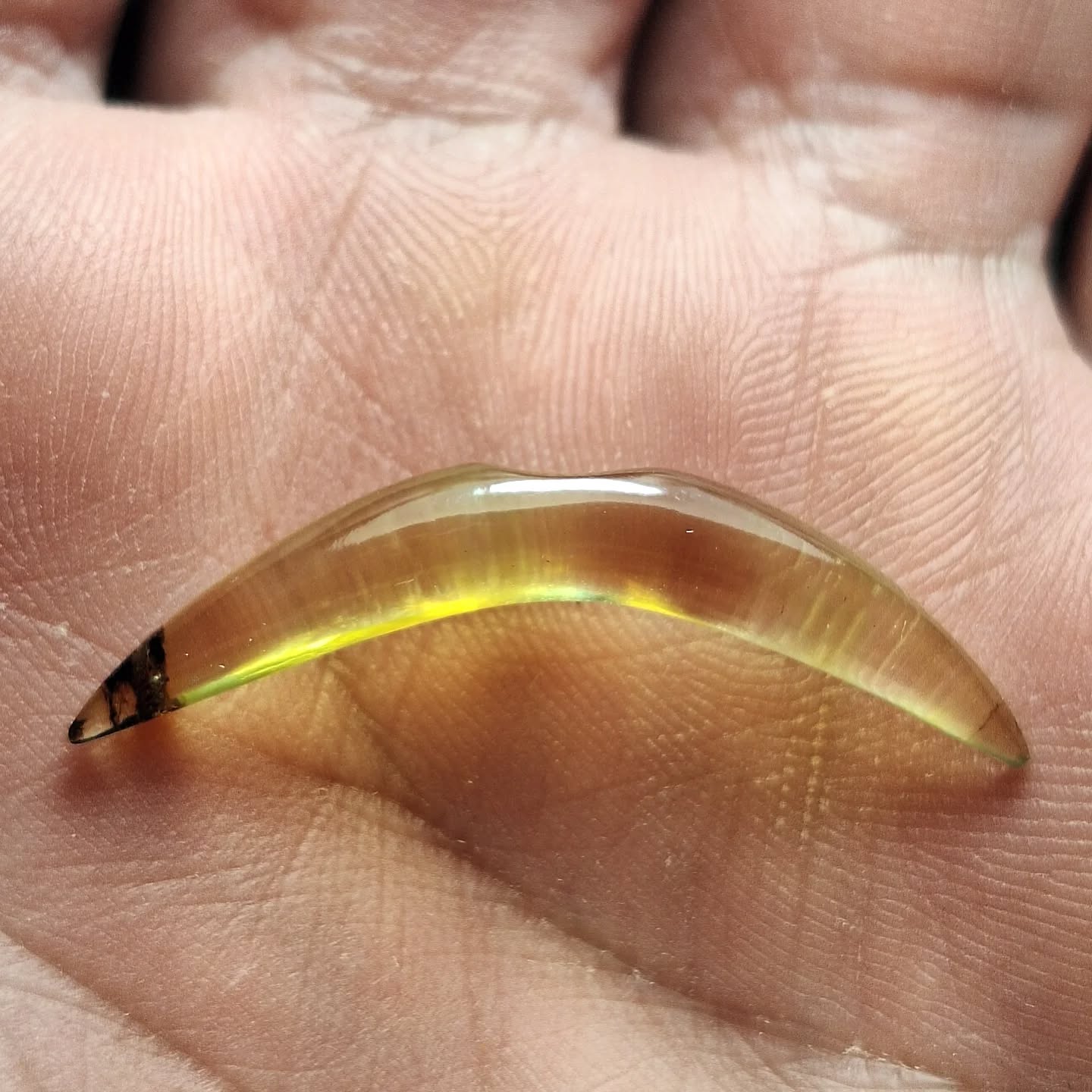 Septum tusk of chiapaneco amber - Made to order